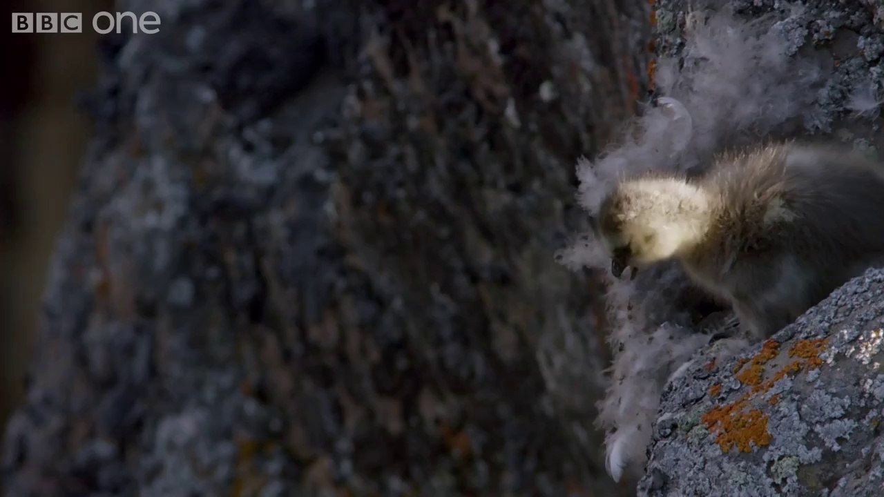 Un oisillon fait un base-jump de 120 mètres
