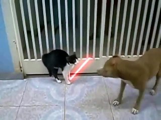 Un chat Jedi tient en respect un pitbull