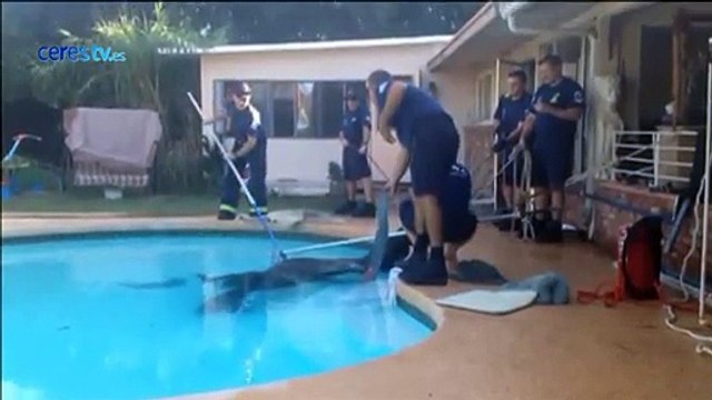 Rescatan a un caballo que se había caído en una piscina