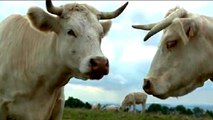 Bande-annonce : Bovines ou la vraie vie des vaches