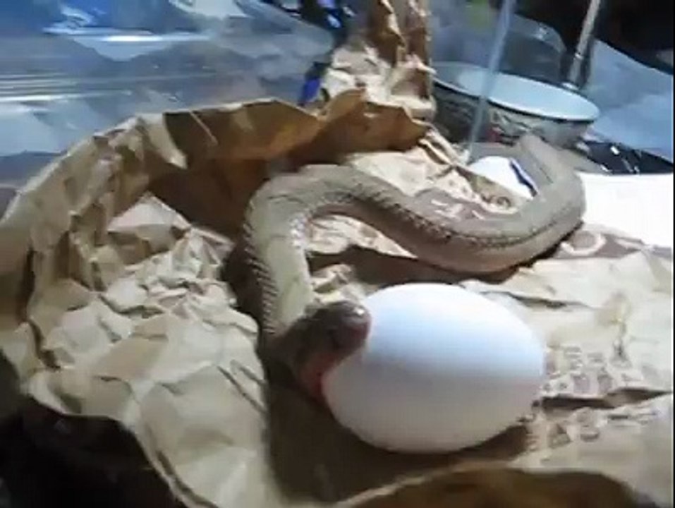 Snake swallowing eeg