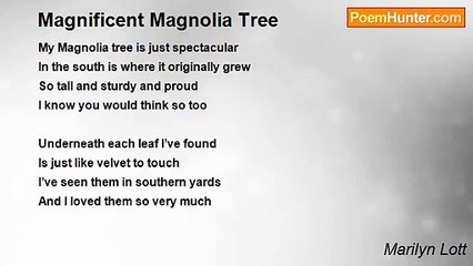 Marilyn Lott - Magnificent Magnolia Tree