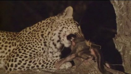 Leopar Legadema'nın Merhameti | Leoparın Gözleri