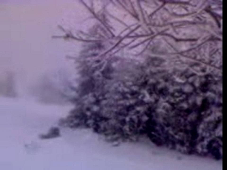 tristan aime les sapins