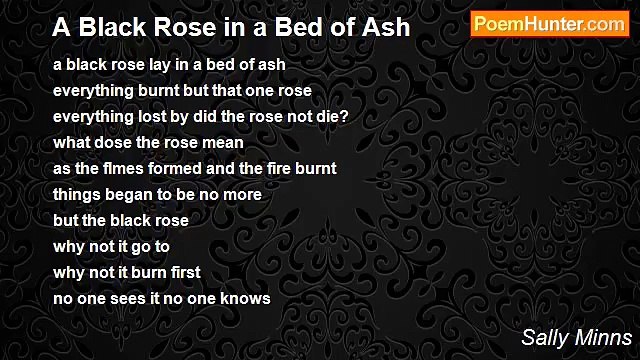 Sally Minns - A Black Rose in a Bed of Ash