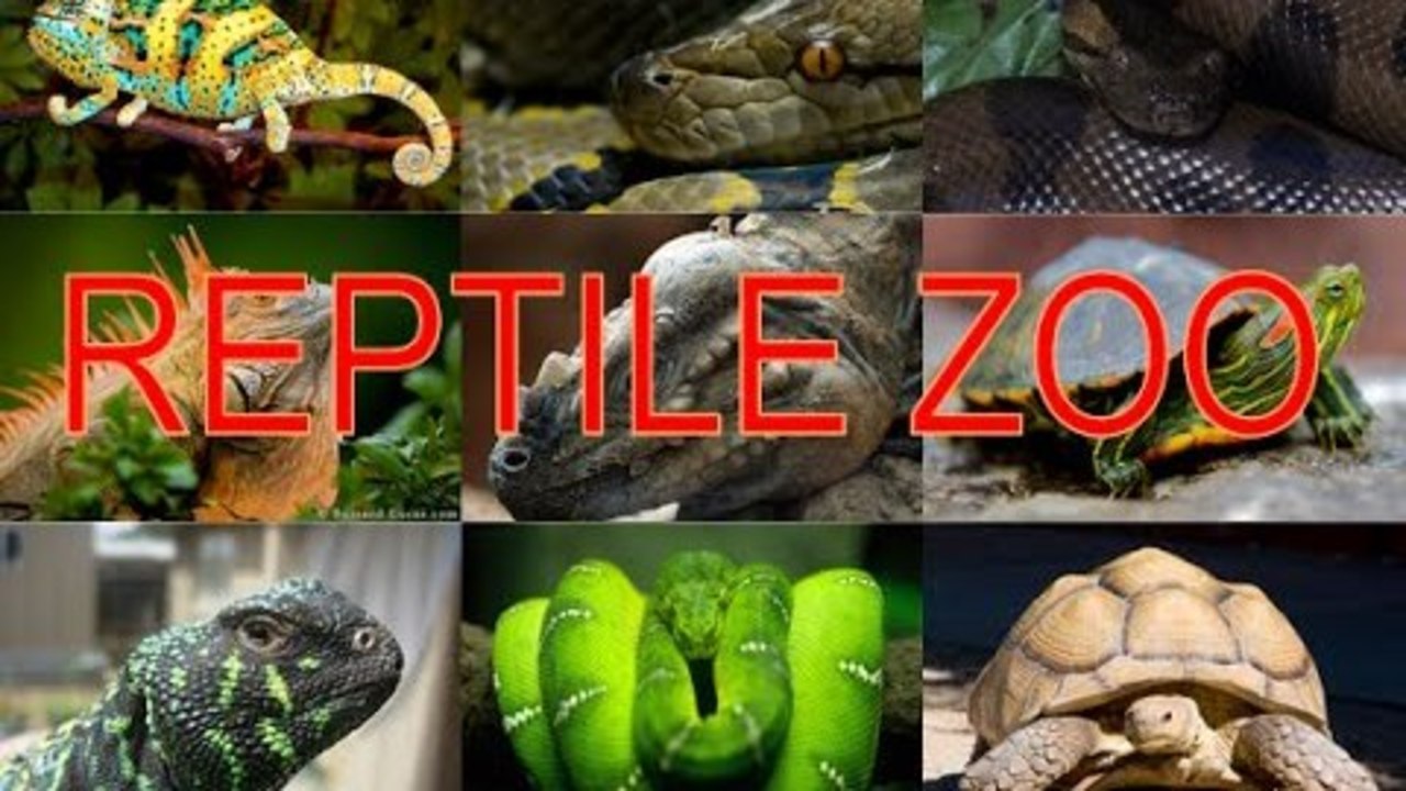 AMAZING REPTILE ZOO! (Part 2)