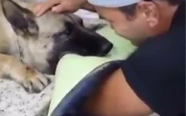 Ötanazi Yapılan Köpeğin Sahibiyle Yaşadığı Son Anlar