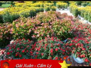 Gái Xuân - Cẩm Ly
