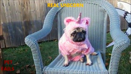 Animals Hate Costumes COMPILATION 2014