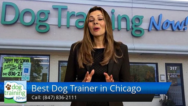 Best Dog Trainer in Chicago Schaumburg Exceptional 5 Star Review by Theresa A.