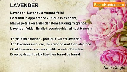 John Knight - LAVENDER