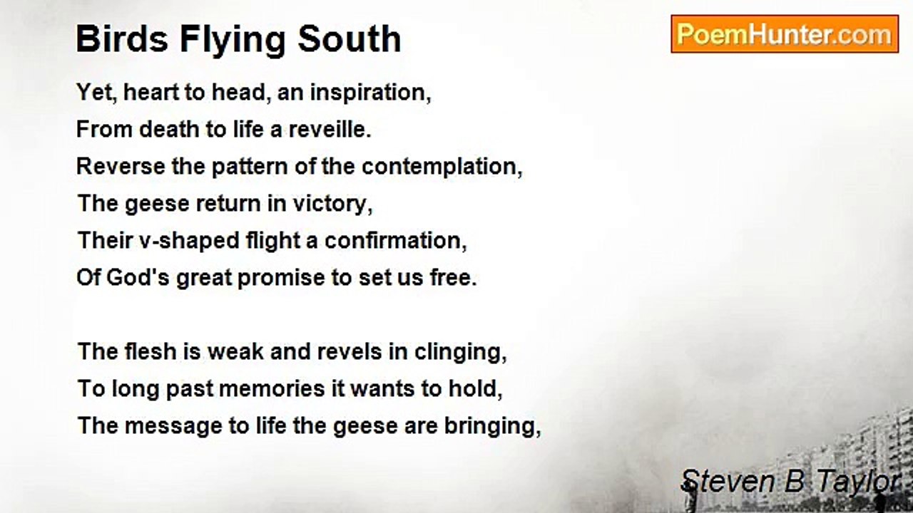 Steven B Taylor - Birds Flying South