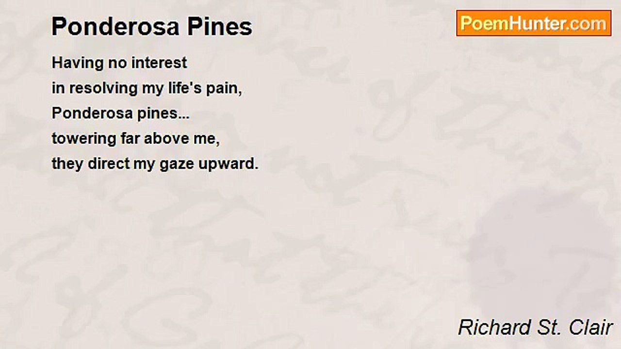 Richard St. Clair - Ponderosa Pines