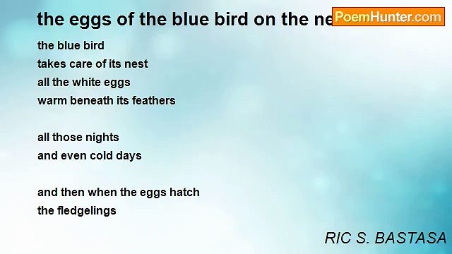 RIC S. BASTASA - the eggs of the blue bird on the nest