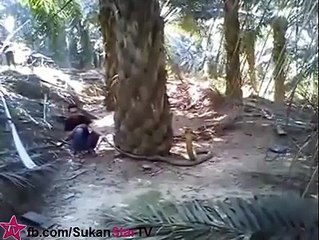 Lelaki Pandai Tangkap Ular Besar