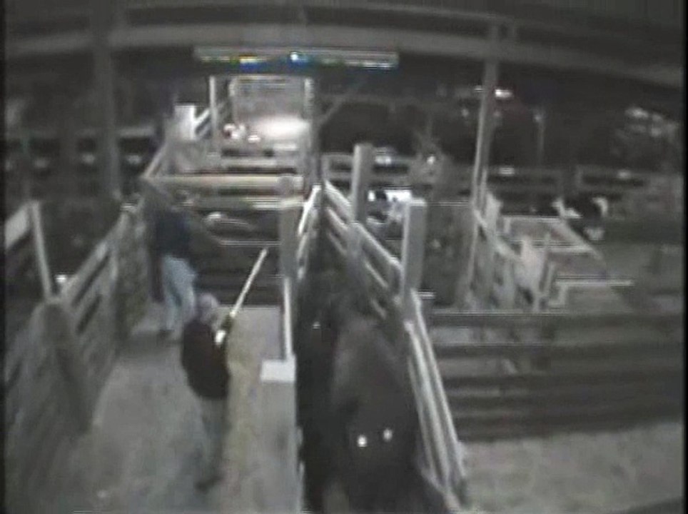 Behind the scenes of animal auctions