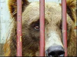 Look into the animals’ eyes