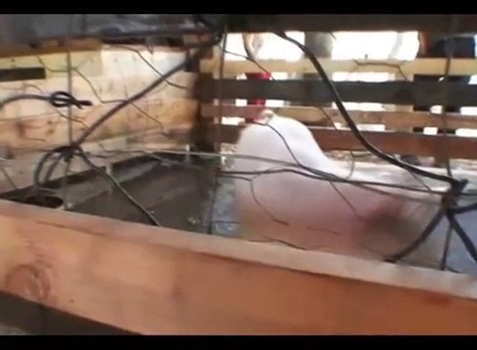 That’s what happens when you shoot a pig with the wrong caliber