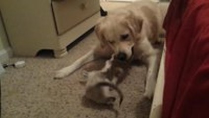 Golden retriever and kitten playing