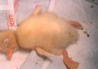 Tải video: Wobbles the Baby Duck Falls Asleep Anywhere