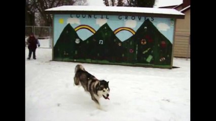 [+18 ~ Sexy Funny Girl]Husky Snow Tackle
