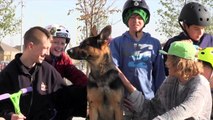CC PROTECTION DOGS AT THE SKATE PARK | CCPROTECTIONDOGS.COM