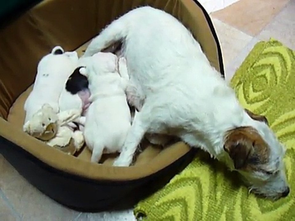 1ère portée de Caly en 2011 (chiots 15j)