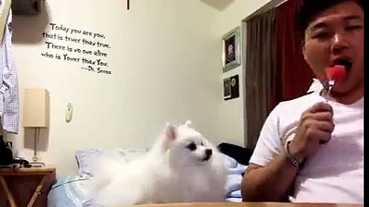 funny dog