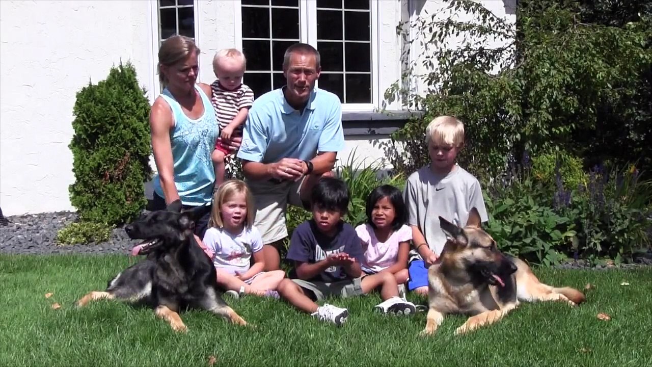 PROTECTION DOGS FOR SALE BY CCPROTECTIONDOGS.COM