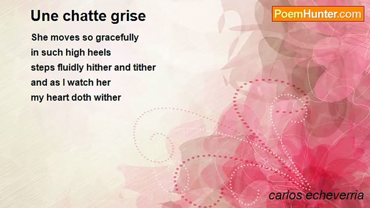 carlos echeverria - Une chatte grise