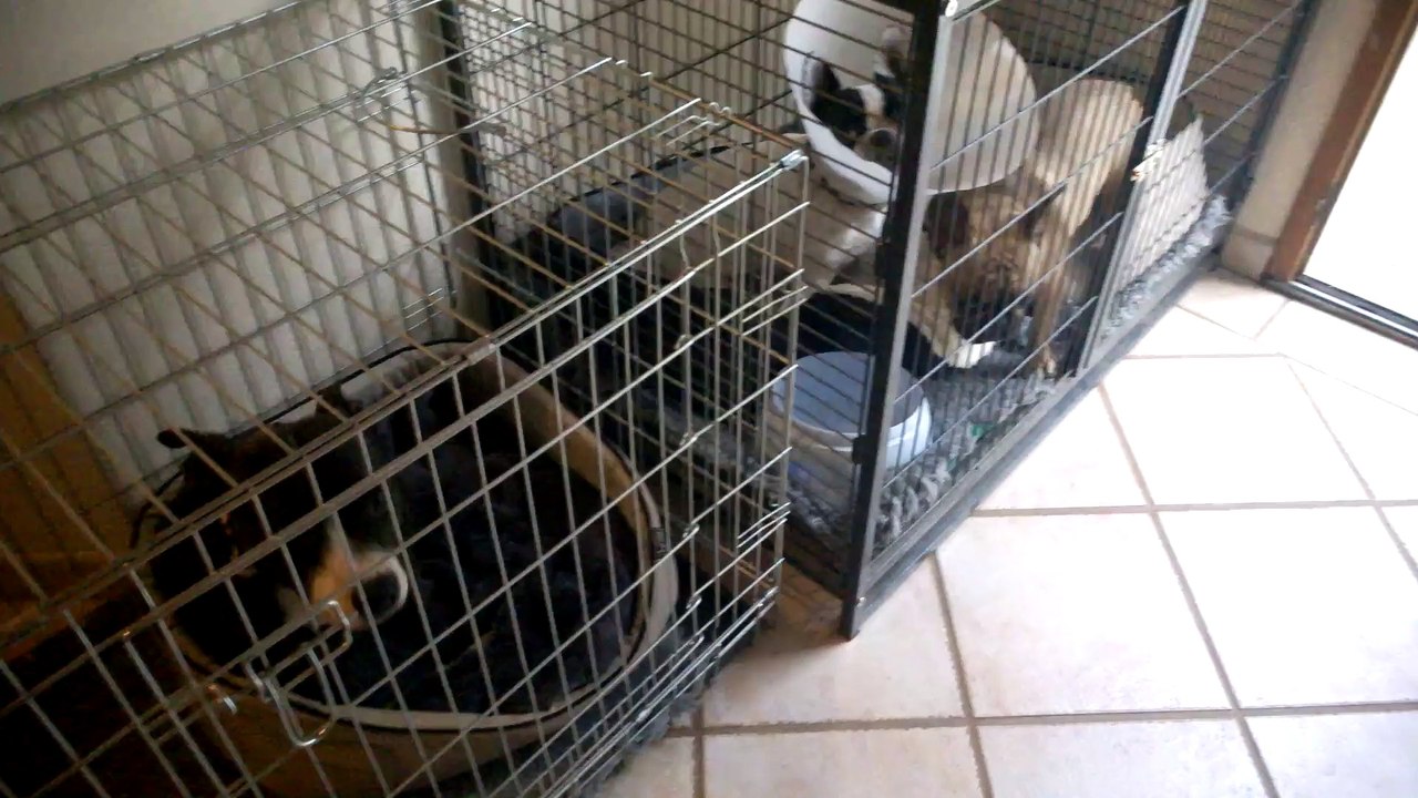 des chiens ?? pas sur ....