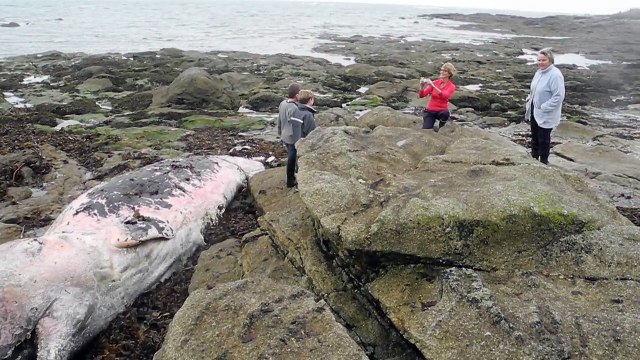 Loctudy. Un cachalot échoué sur la grève du Traon
