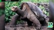 Endangered Galapagos giant tortoise saved from extinction, reintroduced to Espanola Island.