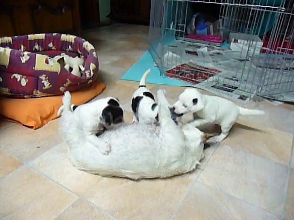 1ère portée de Caly en 2011 (chiots 36j)