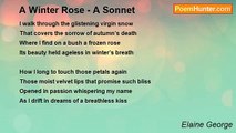 Elaine George - A Winter Rose - A Sonnet