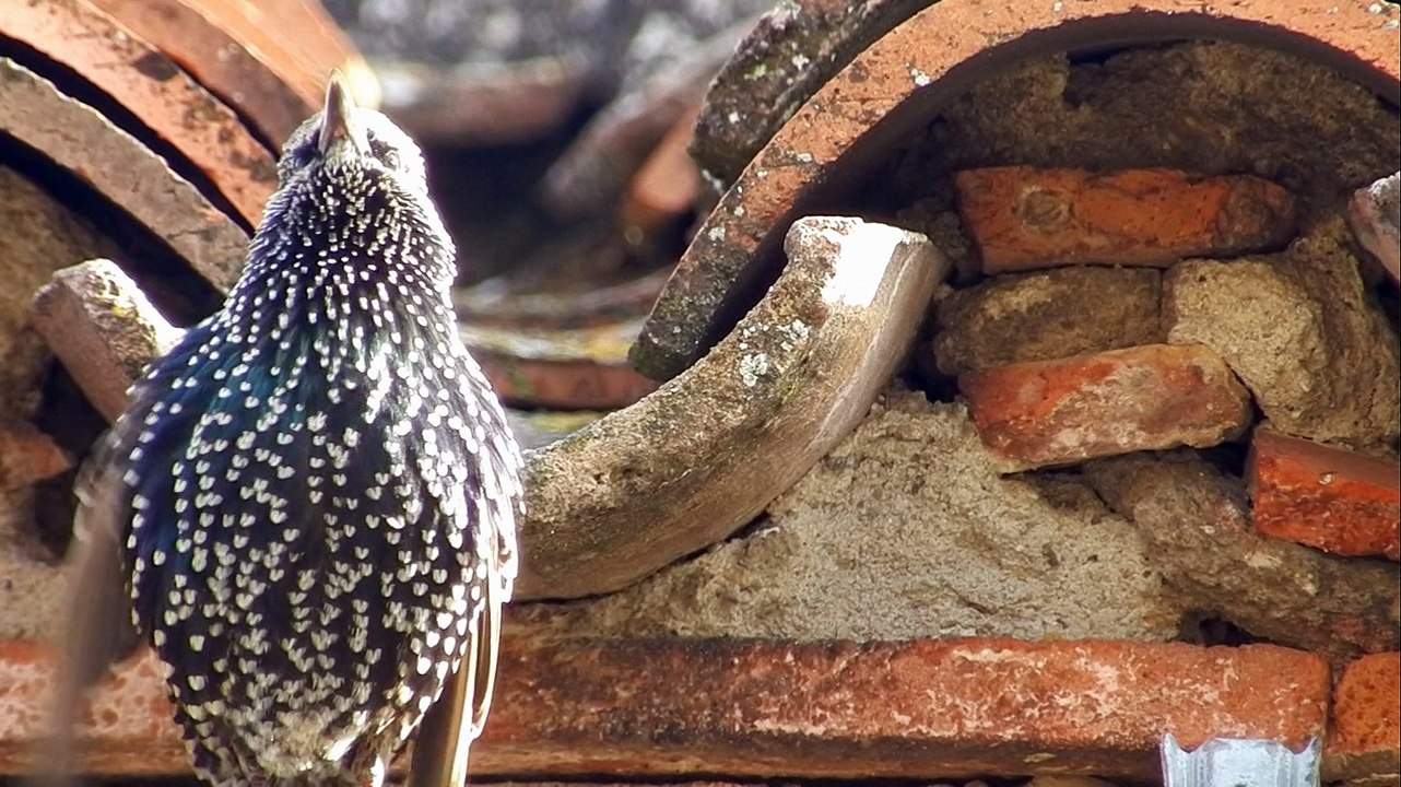 Etourneaux sansonnets de Malras