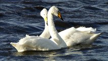 Whooper Swan Bird Call Bird Song