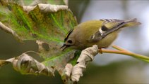 Goldcrest Bird Call Bird Song