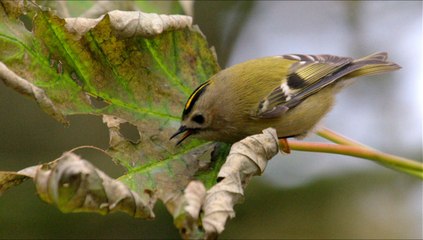 Goldcrest Bird Call Bird Song