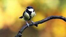 Great Tit Bird Call Bird Song