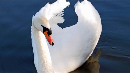 Mute Swan Bird Call Bird Song