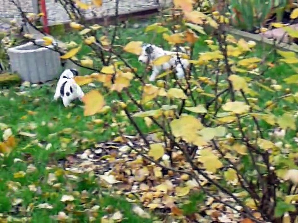 1ère portée de Caly en 2011 (chiots 47j)