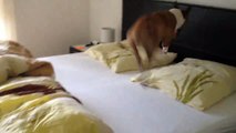 So funny dog going crazy on bed!