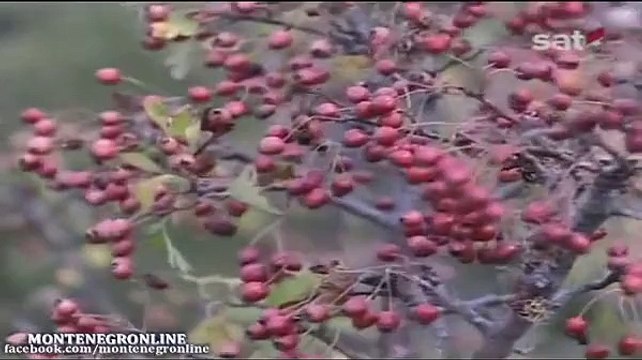 Priče iz kraja - Ćeklići u Katunskoj nahiji (septembar 2012 RTCG)