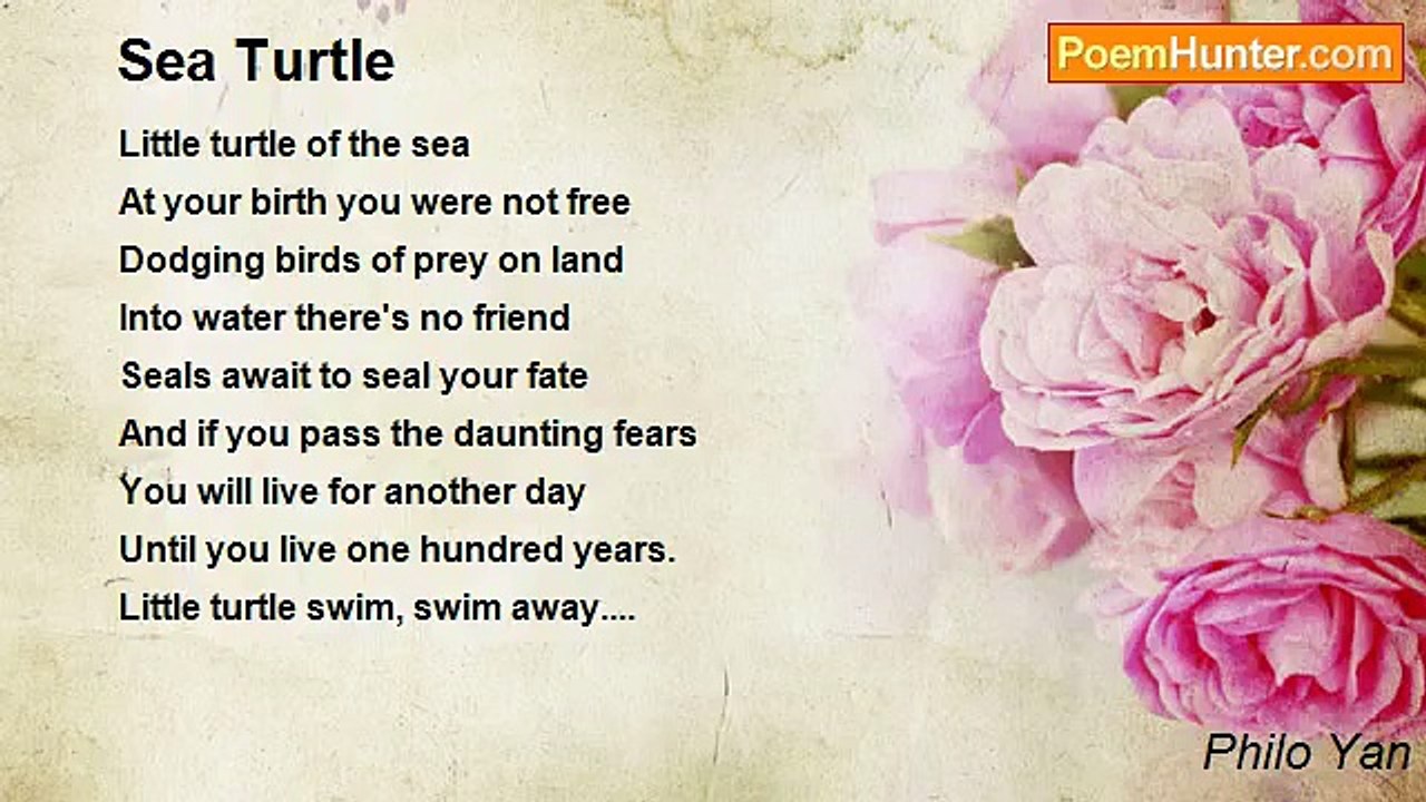Philo Yan - Sea Turtle