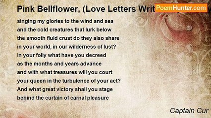 Captain Cur - Pink Bellflower, (Love Letters Written By A Lady Of Renown)