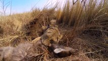 Live with lions GoPro on the back of a Lioness HuntingDown a Buck