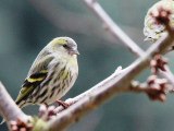 Greenfinch Bird Call Bird Song