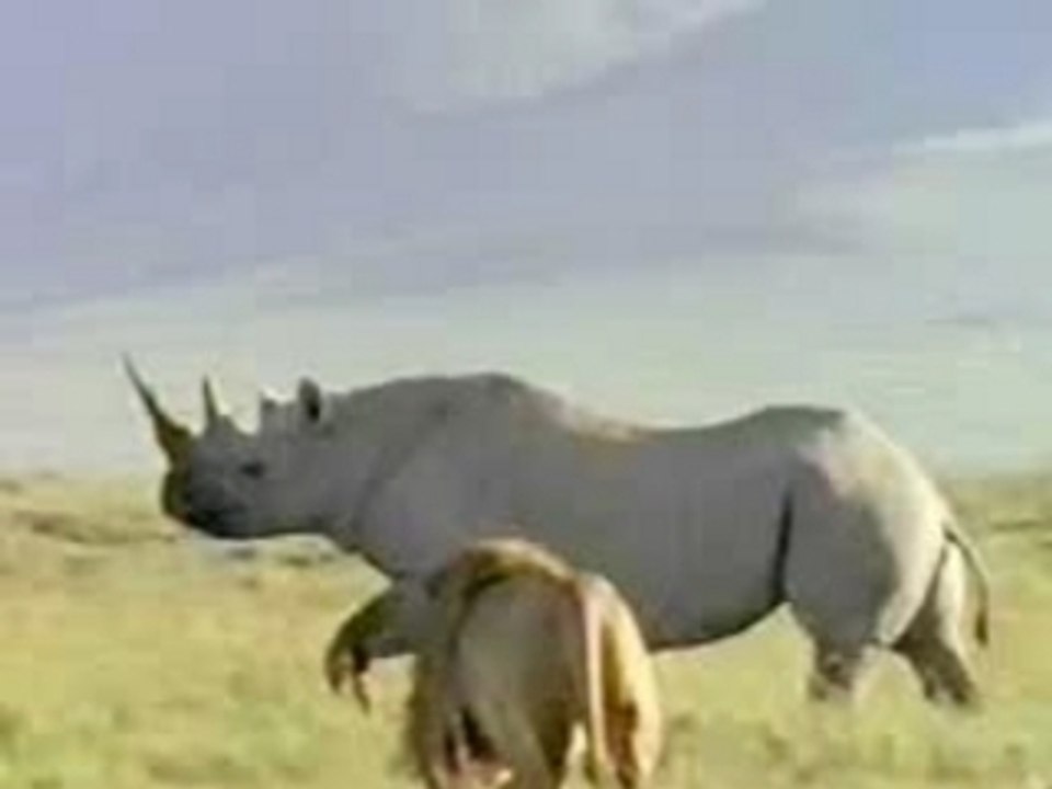 Rhinoceros vs lion