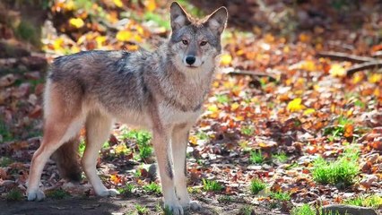 Crime Fighting Coyotes Chase and Help Arrest Fugitive